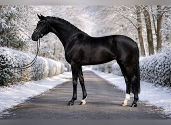 Oldenburger, Stute, 8 Jahre, 167 cm, Rappe, in Zalaegerszeg