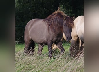 Icelandic Horse Mix, Mare, 11 years, 13.2 hh, Grullo, in Ribbesbüttel,