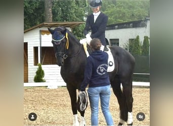 Oldenburg, Stallion, 5 years, 16.1 hh, Black, in Neuss