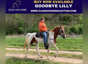 Tennessee Walking Horse, Stute, 4 Jahre, 152 cm, Rotfuchs, in Winchester, KY,