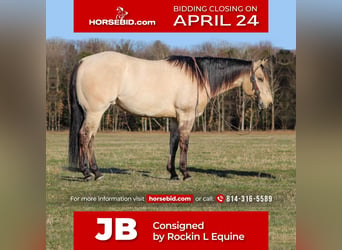 Quarter horse américain, Hongre, 5 Ans, in Shippenville, PA,