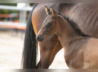 Trakehner, Stallion, 1 year, 16.2 hh, Brown, in Mittenaar,