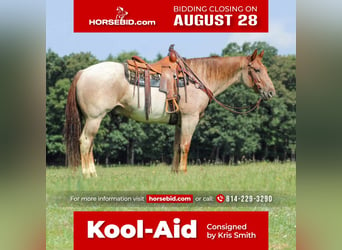 Quarter horse américain, Hongre, 10 Ans, 155 cm, Rouan Rouge, in Clarion, PA,