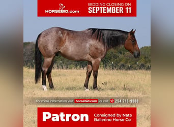 American Quarter Horse, Wallach, 8 Jahre, 152 cm, Roan-Bay, in Waco, TX,