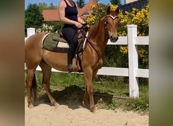 Quarter horse américain, Jument, 7 Ans, 148 cm, Alezan cuivré, in Osterburg,