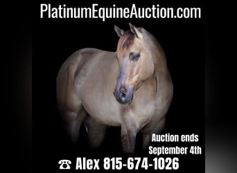 American Quarter Horse, Gelding, 8 years, 14.2 hh, Grullo, in Hardinsburg IN,