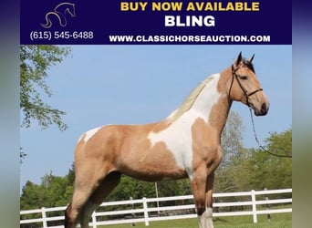 Tennessee Walking Horse, Wallach, 7 Jahre, 163 cm, Buckskin, in Lewisburg, TN,