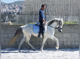 Koń andaluzyjski, Wałach, 7 lat, 158 cm, Siwa, in Bobadilla (Estacion),