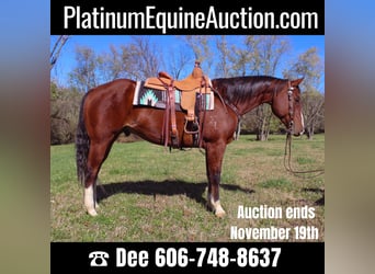 American Quarter Horse, Wallach, 10 Jahre, 160 cm, Rotbrauner, in Flemingsburg KY,