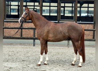 Koń hanowerski, Wałach, 7 lat, 170 cm, Ciemnokasztanowata, in Heidesheim am Rhein,