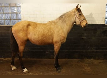 Andalou, Hongre, 3 Ans, 156 cm, Buckskin, in Höhnstedt