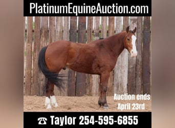 American Quarter Horse, Gelding, 9 years, 14.2 hh, Bay, in Morgan Mill TX,