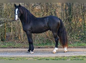 Inne kuce/małe konie, Wałach, 4 lat, 145 cm, Kara, in Rechnitz