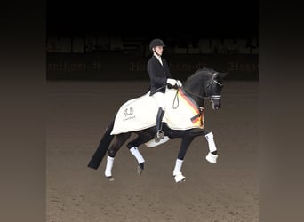 Trakehner, Stallion, Black, in Asperup,