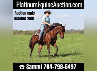 American Quarter Horse, Wallach, 7 Jahre, Roan-Bay, in Brooksville KY,