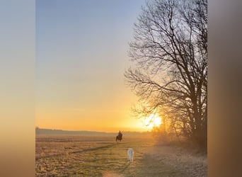 Reitbeteiligung gesucht 