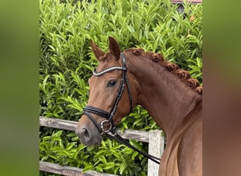 Hannoveraan, Merrie, 4 Jaar, 160 cm, Donkere-vos, in Visbek