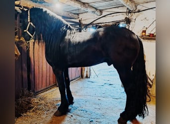 Friesian horses, Stallion, 5 years, 17.1 hh, Black, in Budapest,