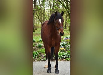 Weitere Ponys/Kleinpferde, Stute, 8 Jahre, 145 cm, Brauner, in Békésszentandrás