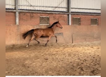 Mare 3 years