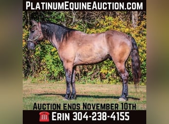 American Quarter Horse, Ruin, 7 Jaar, 163 cm, Grullo, in Flemingsburg Ky,