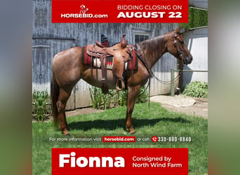 American Quarter Horse, Stute, 6 Jahre, 145 cm, Roan-Red, in Millersburg, OH,