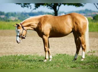 American Quarter Horse, Stute, 2 Jahre, 153 cm, Palomino, in München