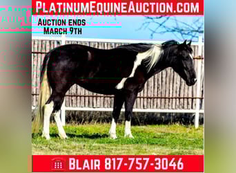 American Quarter Horse, Stute, 5 Jahre, Rappe, in weatherford VA