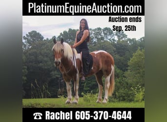 American Quarter Horse, Wallach, 10 Jahre, 147 cm, Dunkelfuchs, in Rusk TX,