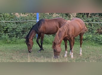 Quarter horse américain, Étalon, 3 Ans, 150 cm, Alezan, in Langenbach,