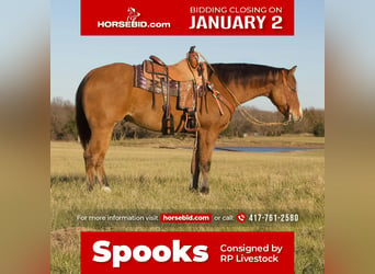 Quarter horse américain, Hongre, 5 Ans, 150 cm, Isabelle, in Buffalo,