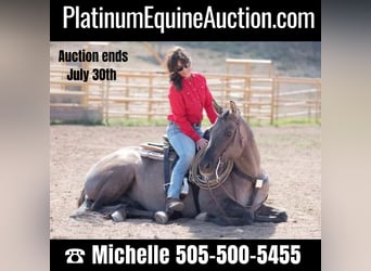 American Quarter Horse, Wallach, 14 Jahre, 152 cm, Grullo, in Oakley UT,