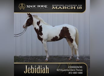 American Quarter Horse, Ruin, 4 Jaar, 142 cm, Gevlekt-paard, in Wadesville,
