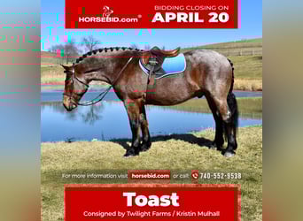 caballo de tiro Mestizo, Caballo castrado, 8 años, 170 cm, Castaño-ruano, in Fresno