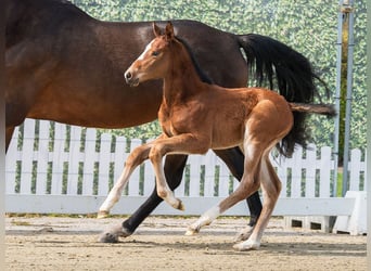 Westphalian, Stallion, Foal (03/2026), Brown, in Münster-Handorf
