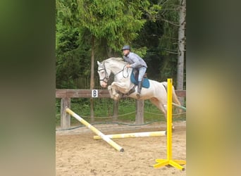 Polish Halfbred, Mare, 7 years, 15,2 hh, White, in Gronków,