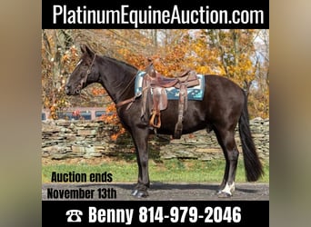 Tennessee walking horse, Gelding, 15 years, 14.3 hh, Black, in Everett PA,