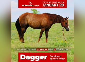 American Quarter Horse, Gelding, 7 years, 15 hh, Sorrel, in Clark,