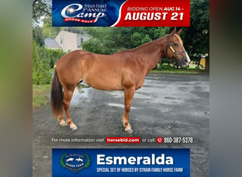 Quarter horse américain, Jument, 13 Ans, 150 cm, Alezan brûlé, in Granby, CT,