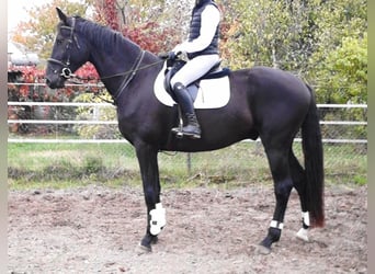 Oldenburg, Gelding, 5 years, 17.2 hh, Smoky-Black, in Kloster Lehnin,