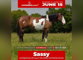 Shire Horse Mix, Mare, 5 years, Pinto, in Baxter Springs