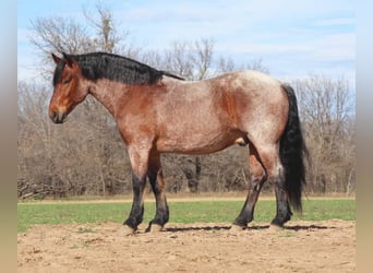 Draft Horse, Gelding, 6 years, 16.1 hh, Roan-Bay, in Graham TX,
