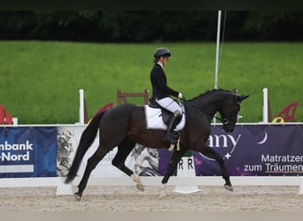 Gelding 5 years