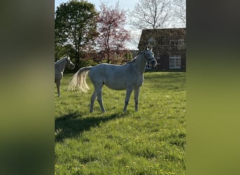 Hannoveraner, Stute, 8 Jahre, 168 cm, Schimmel, in Wahrenholz