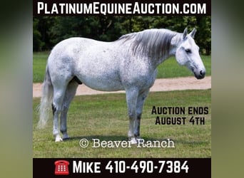 Quarter horse américain, Hongre, 6 Ans, 152 cm, Gris, in Mountain Grove MO,