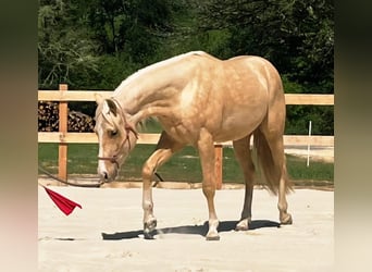 Quarter horse américain, Étalon, 2 Ans, 151 cm, Palomino, in Capdrot