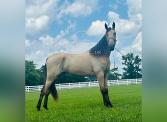 Tennessee konia, Wałach, 2 lat, 163 cm, Jelenia, in Lewisburg