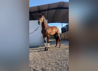 Caballo de deporte español, Semental, 4 años, 160 cm, Alazán rojizo, in Benameji