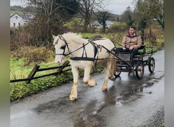 Cob, Wallach, 4 Jahre, 138 cm, Tigerschecke, in Sligo