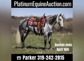American Quarter Horse, Gelding, 10 years, 14.2 hh, Gray-Dapple, in BRodhead KY,